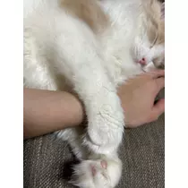 天羽 もか