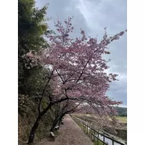 美月