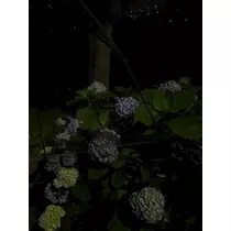 みか