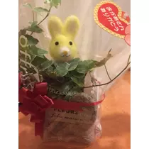 のあ
