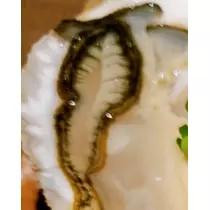 紫音