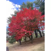 美月