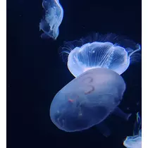 芹奈