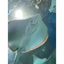 七星 夏純