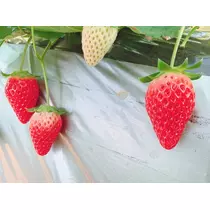 ミリア