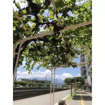 白石 愛莉