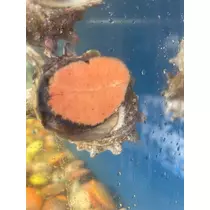 美月