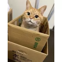 桐島 りゅう