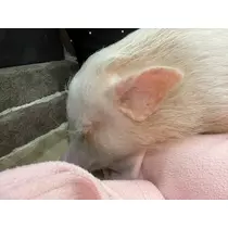 杠 いちか