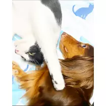 薫