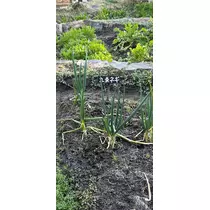 ひな