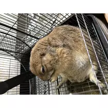 宝條 夏恋