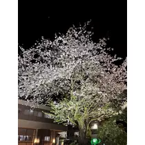 神崎 蘭