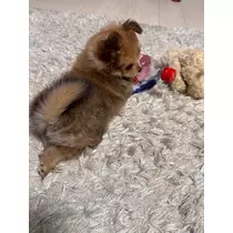 神崎 蘭