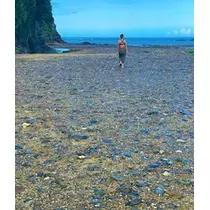 ゆかり