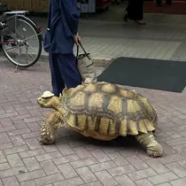 ひじり