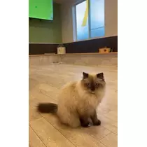 マヤ