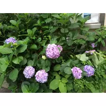 もも