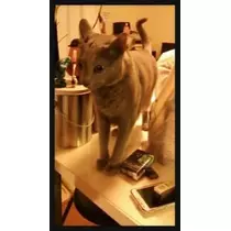 愛羽 仁美
