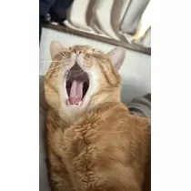 鈴音 はく