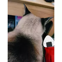 ひな