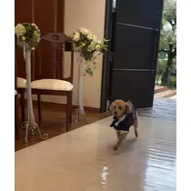 さくら