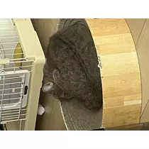 大尻 桃