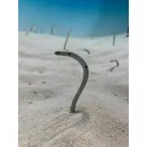 あや