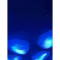 椿
