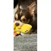 さな