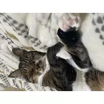 ちさき
