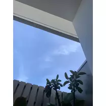 もも