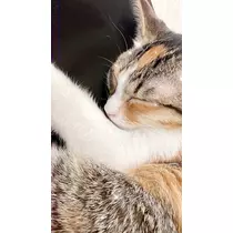 猫羽 のん