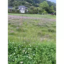 さや