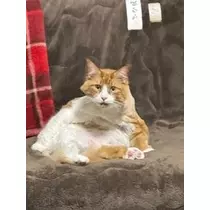 桐島 りゅう