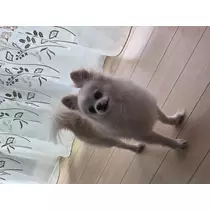 あおい