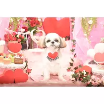 桜乃 なつ