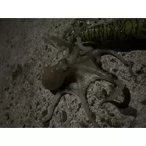 ハル