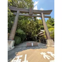 椿