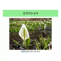 ひな