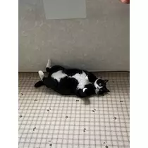 桐島 りゅう