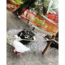 ゆかり