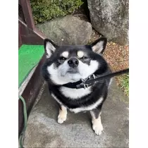 空条 しいな