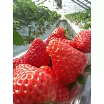 エミ （スタッフ）