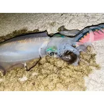 ハル
