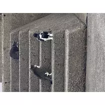 ハル