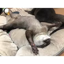 せいな
