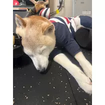 つばき