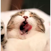 なつこ