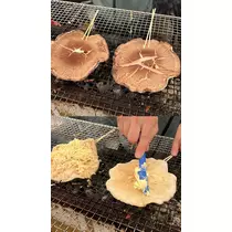 れい